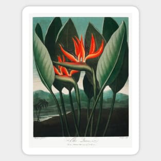 Bird of Paradise Antique Botanical Illustration Sticker